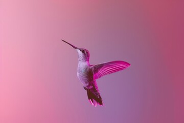 Obraz premium A Hummingbird Flying in the Air With a Pink Background