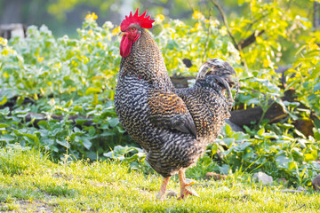 free-range chickens gray purebred rooster in the morning light
