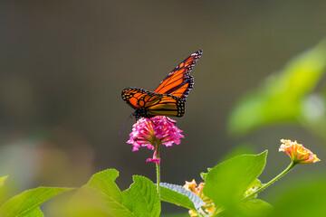 Wanderer Butterfly (Danaus plexippus plexippus) resting on pink flower with lush greenery