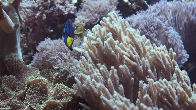  Blue Tang fish or palette surgeonfish swimming underwater on coral reefs background. Slow Motion