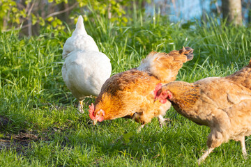 free-range chickens walk on the grass