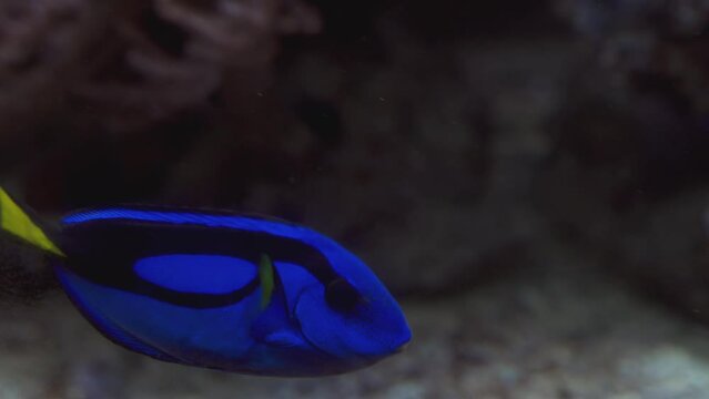  Blue Tang fish or palette surgeonfish swimming underwater on coral reefs background. Slow Motion