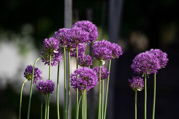 Blüten der Lauchzwiebel
