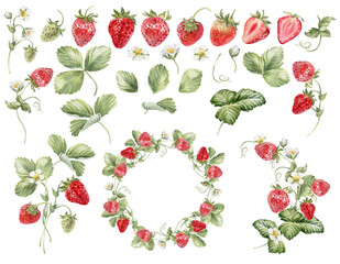 Strawberries watercolor clipart. Strawberry isolated, composition with leaves and flowers on transparent background. Hand painted realistic illustration for tea, jam or natural cosmetics label	