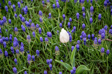 Lonely white tulip among purple bloom in Gulhame park in Istanbul