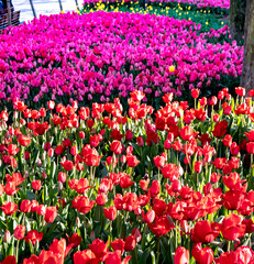 Flowerbeds of colorful tulips in Gulhane Park in Istanbul