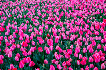 Flowerbeds of colorful tulips in Gulhane Park in Istanbul