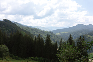 Carpathian mountain forest at early morning sunrise. Beautiful nature landcape.