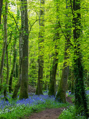 Bluebell wood in Cornwall england uk 