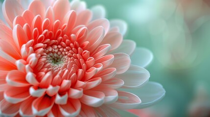 Coral Gerbera Daisy in Delicate Close-Up