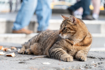 A stray cat is laying outside