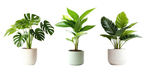 Plant png cut out element set