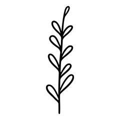 Hand drawn leaf of ash tree. Vector illustration.