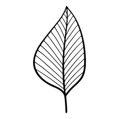 Hand drawn leaf of hazel tree. Vector illustration.