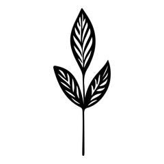 Hand drawn leaf of field elm tree. Vector illustration.