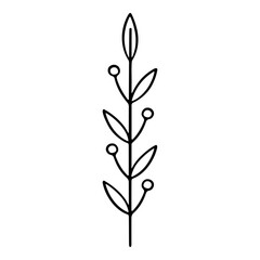 Hand drawn silhouette of mimosa flower. Vector illustration.