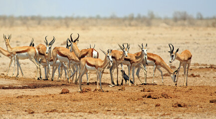 Large herd of springbok (Antidorcas marsupialis) standing on the dry Etosha Plains against a hazy dusty background - obrazy, fototapety, plakaty