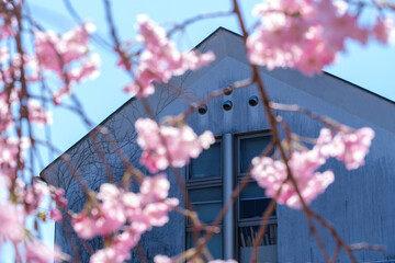 枝垂れ桜と三角屋根