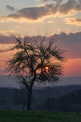 Fototapeta premium sunset in the forest
