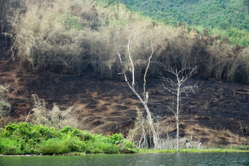 The Renaissance of the Land: Bringing Back Life to Burnt Fields in Laos