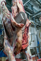 Close up view of cutting up a cow carcass with a chainsaw in slaughterhouse.