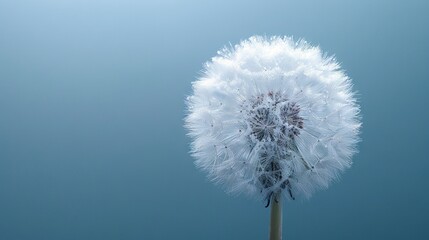   A dandelion in focus against a blue sky on a clear day