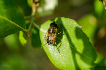 A hoverfly with yellow and black stripes sits on a green leaf. The insect's transparent wings and delicate legs are clearly visible, contrasting with the rich, vibrant foliage beneath.