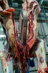 Close up view of cutting up a cow carcass with a chainsaw in slaughterhouse.