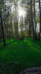 Fototapeta premium The setting sun breaks through the tall trees in the park