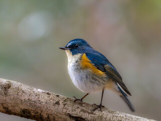 森の中で枝に留まっているルリビタキの雄