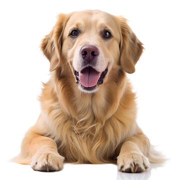 Happy Golden Retriever on White