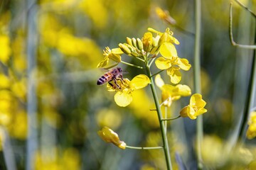 a bee pollinates a blooming rapeseed flower.
spring april blooming rapeseed field in the city of...