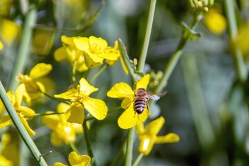 a bee pollinates a blooming rapeseed flower.
spring april blooming rapeseed field in the city of...