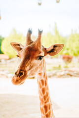 Giraffe close-up in safari park