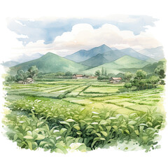 Watercolor tea garden. Scenery of tea plantation. 