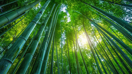 Bamboo forest, the denseness of nature valuable resource