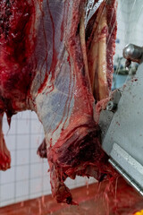 Close up view of cutting up a cow carcass with a chainsaw in slaughterhouse.