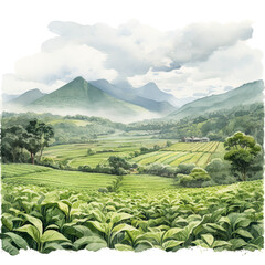 Obraz premium Watercolor tea garden. Scenery of tea plantation. 