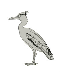 Fototapeta premium Anhinga Bird Victor Design 