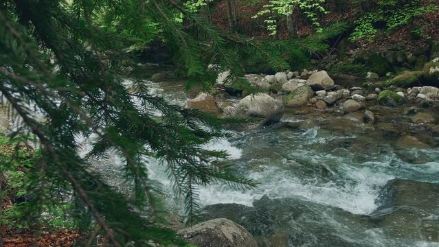 1080p 60fps handheld video with river in the background and focusing on the pine branch and needles with background sound of the river.