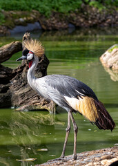 Grey Crowned Crane (Balearica regulorum) - Africa's Golden-Crested Giant