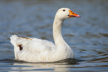Naklejka premium big white goose swims
