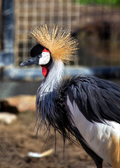 Grey Crowned Crane (Balearica regulorum) - Africa's Golden-Crested Giant