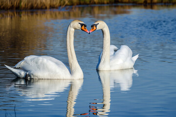 two large swans