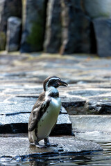 Obraz premium Humboldt Penguin (Spheniscus humboldti) - Peruvian Penguin Charmer