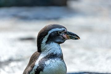 Naklejka premium Humboldt Penguin (Spheniscus humboldti) - Peruvian Penguin Charmer