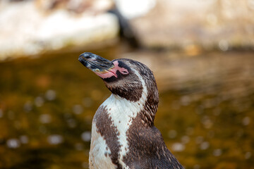 Humboldt Penguin (Spheniscus humboldti) - Peruvian Penguin Charmer