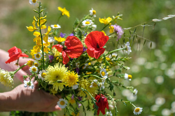 Wild flower bouquet in hands of young caucasian woman on floral grass meadow backdrop. Summer or...
