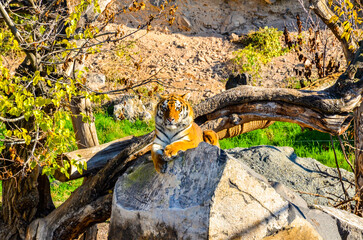 tiger lying on big rock in wildlife park