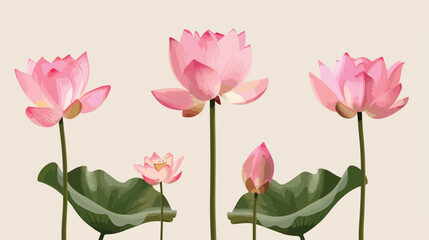 Pink lotus flowers with stems and leaves Vector style